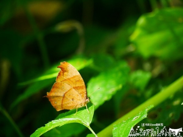 ▲新竹五峰乡好麻吉私房景点亲子露营地。（图／何师父提供）