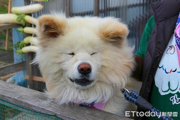 ▲秋田犬。(图/ETtoday资料照)