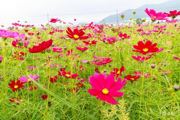 ▲新社花海。(图/好景点提供)