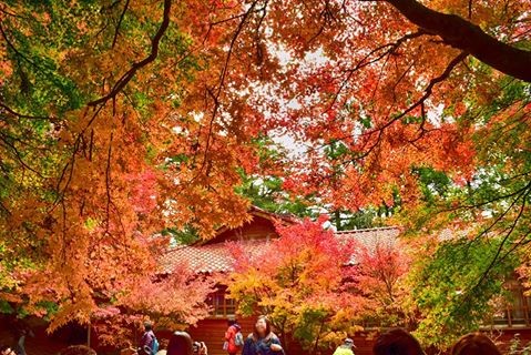 福寿山农场枫叶(图/取自福寿山农场脸书专页)