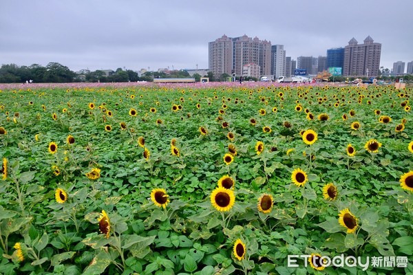 ▲桃园花彩节芦竹、中坜会场。（图／记者于佳云摄）