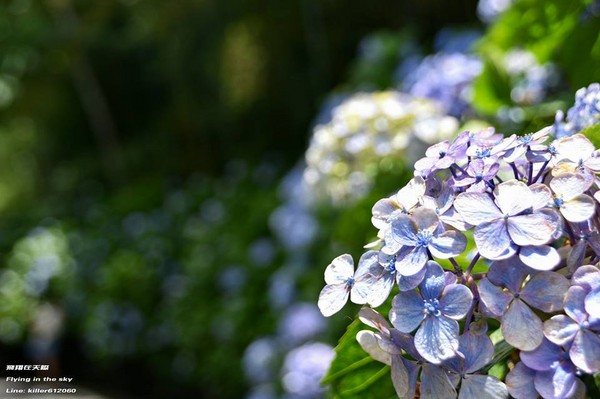 ▲高山农场绣球花(图/摄影师《飞翔在天际》授权提供)