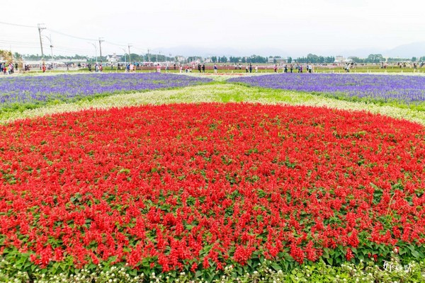 ▲新社花海。(图/好景点提供)