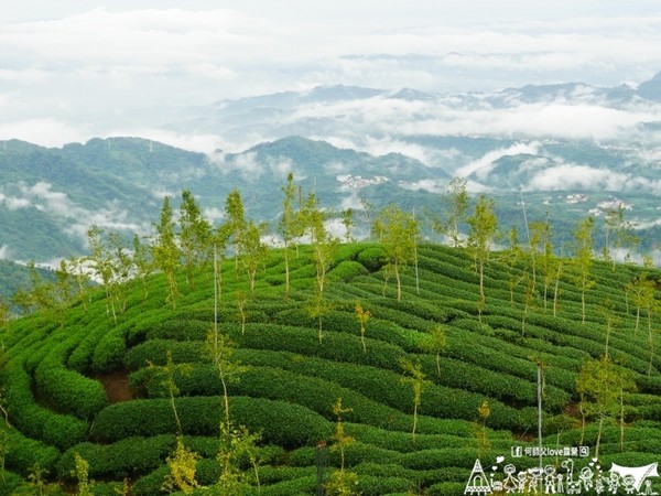 ▲南投鹿谷乡溪头宏亿茶园景观露营地。(图/何师父提供)