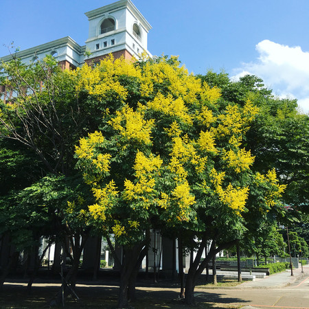 ▲台北市“赏栾树”景点。(图/网友提供,请勿随意翻拍,以免侵权。)