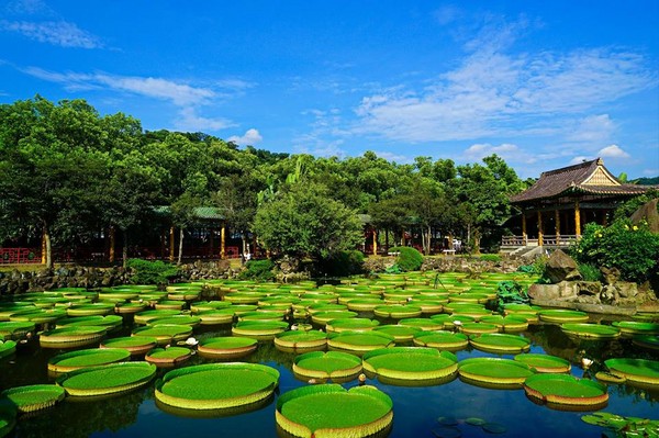 ▲双溪大王莲花。（图／台北市观光传播局台北旅游网提供，高赞贤摄）