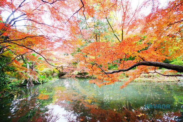 ▲京都府立植物园。（图／卡瓦纳提供）