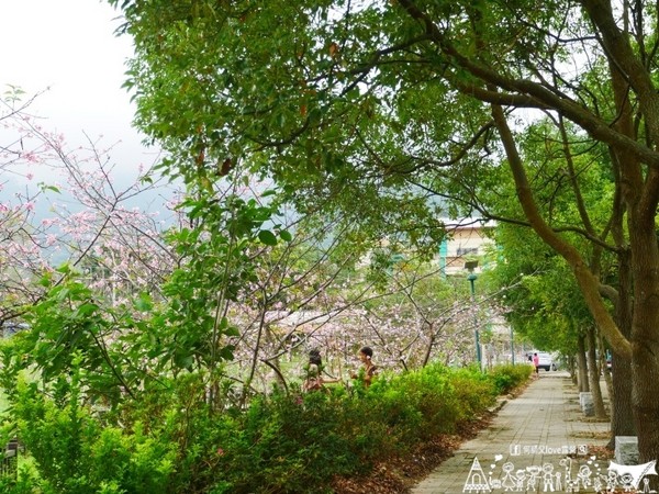 ▲南投鹿谷乡溪头宏亿茶园景观露营地。(图/何师父提供)