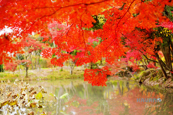 ▲京都府立植物园。（图／卡瓦纳提供）