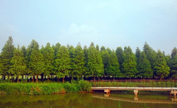 ▲菁埔埤。(图/网友sam_lin_tainan、shujuhu提供,请勿随意翻拍,以免侵权。)