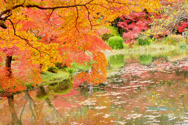 ▲京都府立植物园。（图／卡瓦纳提供）
