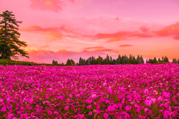 ▲波斯菊花海。(图/翻摄自福寿山农场粉丝团脸书)