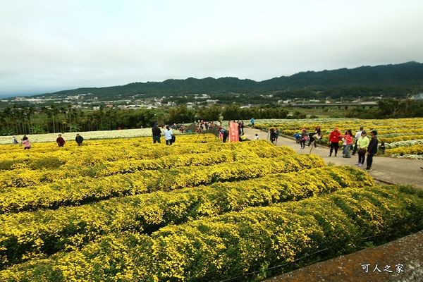 ▲苗栗铜锣2017九湖村杭菊花海。(图/网友可人之家提供,请勿任意翻摄以免侵权)http://cmeyy.com/blog