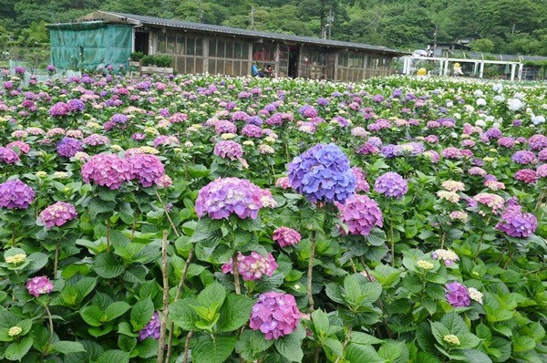 阳明山绣球花(图/台北市政府提供)