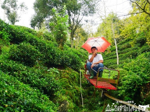 ▲南投鹿谷乡溪头宏亿茶园景观露营地。(图/何师父提供)