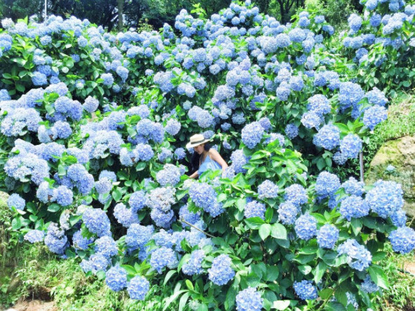 ▲绣球花。(图/网友Veronica提供,请勿随意翻拍,以免侵权。)