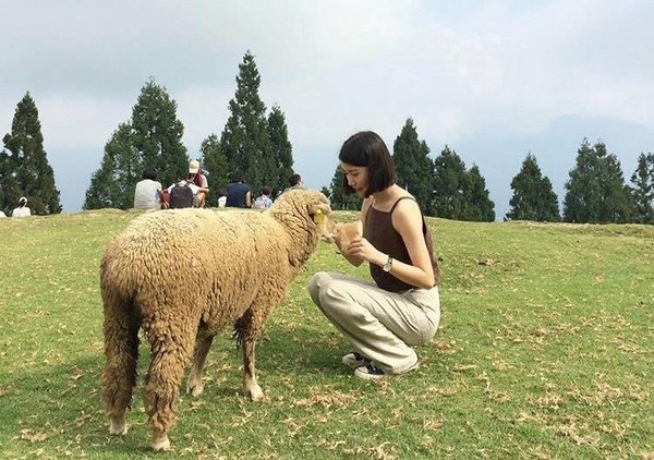 ▲清境农场。(图/IG@enenii提供,请勿任意翻摄以免侵权)