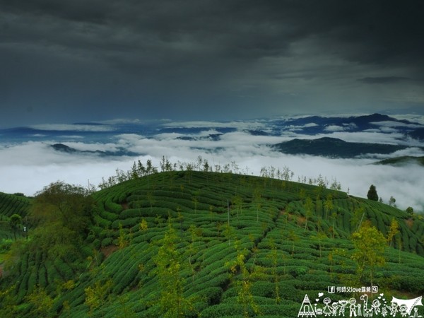 ▲南投鹿谷乡溪头宏亿茶园景观露营地。(图/何师父提供)