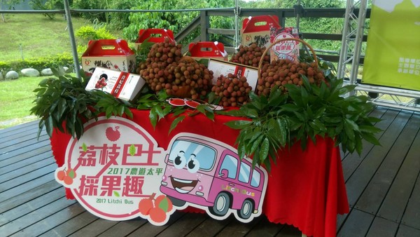 ▲台中摘荔枝体验。(图/取自《大玩台中》粉丝专页)