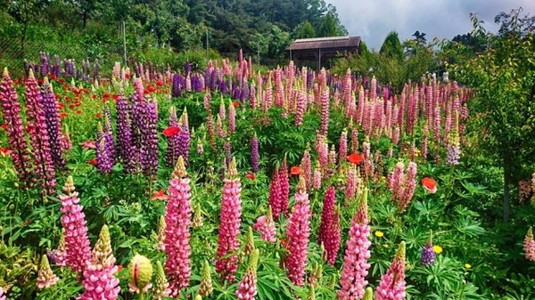 ▲福寿山农场紫藤花进入盛开期。(图/翻摄自福寿山农场官网,以下皆同)