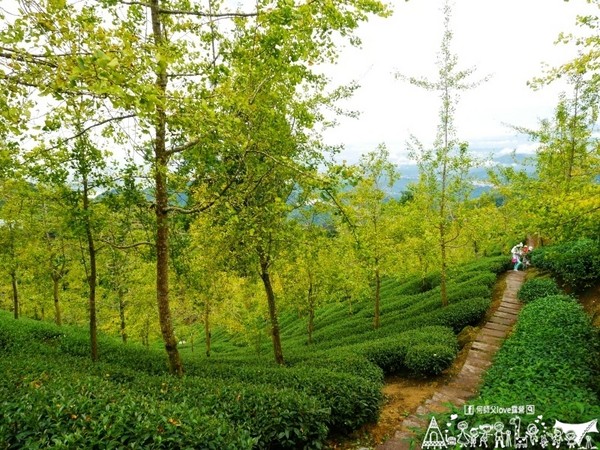 ▲南投鹿谷乡溪头宏亿茶园景观露营地。(图/何师父提供)