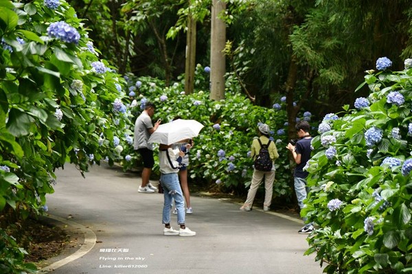 ▲高山农场绣球花(图/摄影师《飞翔在天际》授权提供)