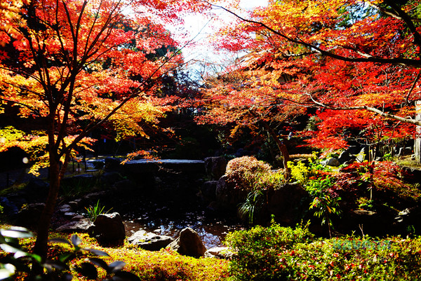 ▲日本长冈天满宫赏枫。（图／卡瓦纳提供）