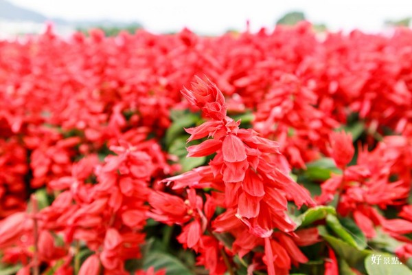 ▲新社花海。(图/好景点提供)