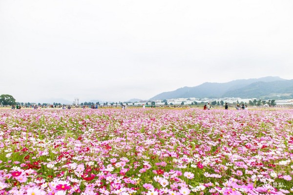 ▲新社花海。(图/好景点提供)