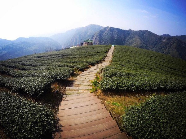 ▲软鞍八卦茶园。(图/网友提供,请勿随意翻拍,以免侵权)