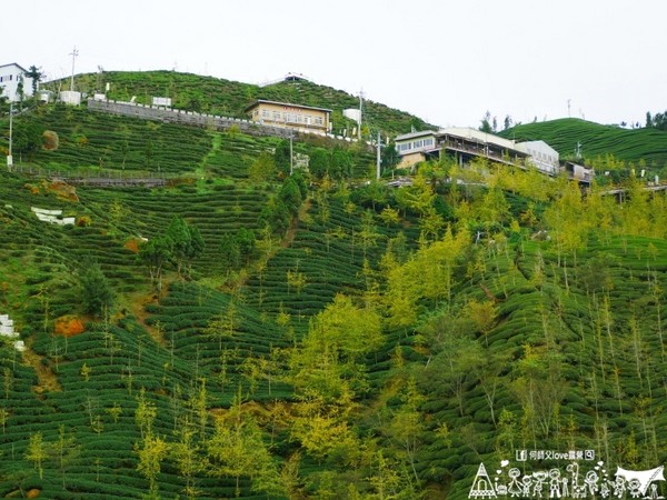 ▲南投鹿谷乡溪头宏亿茶园景观露营地。(图/何师父提供)