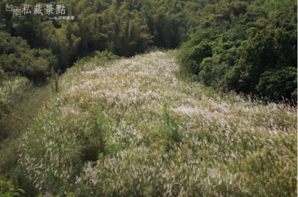 ▲芒草花海。(图/粉丝专页《台南私藏景点》提供)