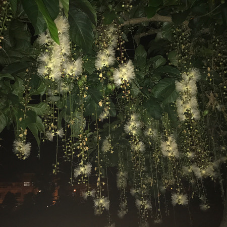 ▲穗花棋盘脚正值花期。(图/网友提供,请勿随意翻拍,以免侵权。)
