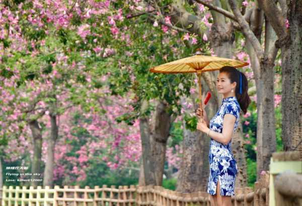 ▲彰化北斗河滨公园美人树花海。(图/摄影师《飞翔在天际》提供,请勿随意翻拍,以免侵权。。)