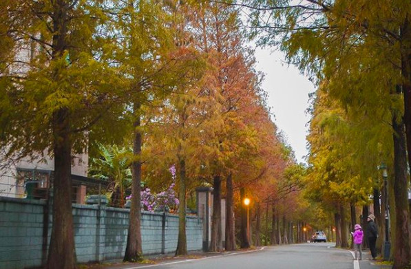 ▲落羽松。（图／网友提供，请勿随意翻拍，以免侵权。）
