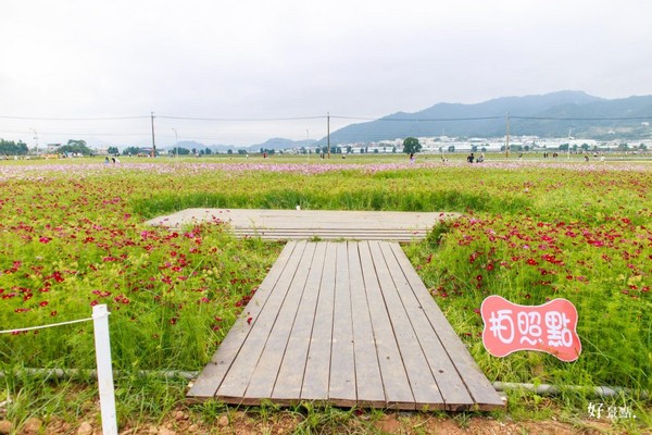 ▲新社花海。(图/好景点提供)