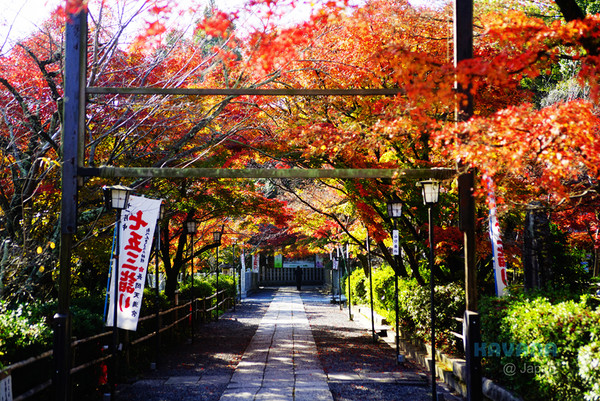 ▲日本长冈天满宫赏枫。（图／卡瓦纳提供）