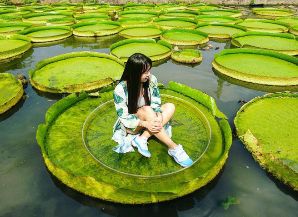 ▲桃园观音莲花季。图/网友lydia31122提供,请勿随意翻拍,以免侵权。)