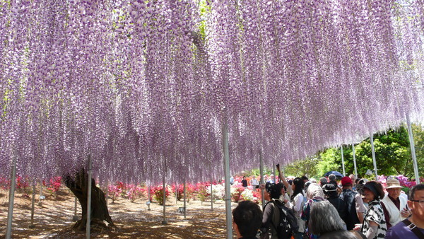 ▲足利花卉公园紫藤花。（图／足利花卉公园提供）