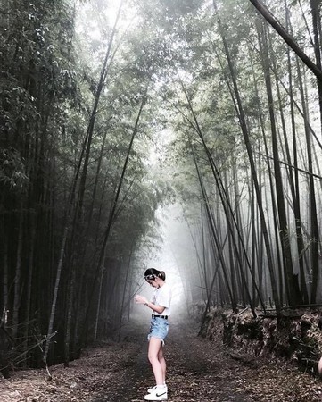 ▲银杏森林旁的竹林隧道。（图／IG@love_mimi33提供，请勿任意翻摄以免侵权）