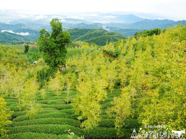 ▲南投鹿谷乡溪头宏亿茶园景观露营地。(图/何师父提供)