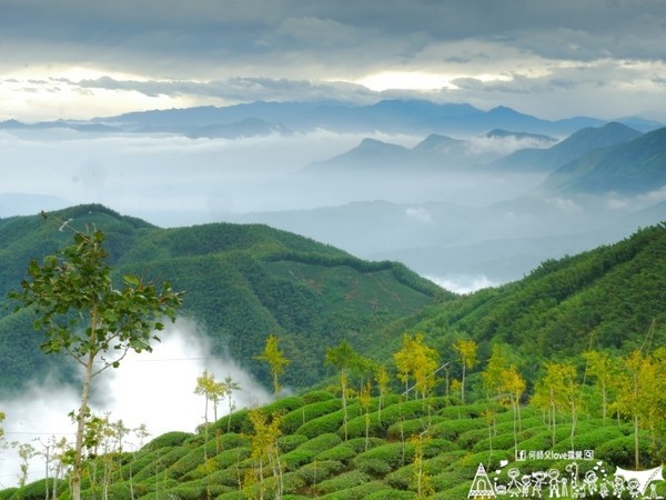 ▲南投鹿谷乡溪头宏亿茶园景观露营地。(图/何师父提供)