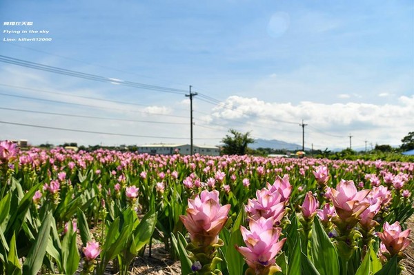 ▲台中外埔姜荷花海。(图/摄影师《飞翔在天际》授权提供)