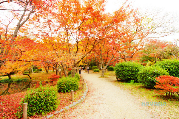 ▲京都府立植物园。（图／卡瓦纳提供）