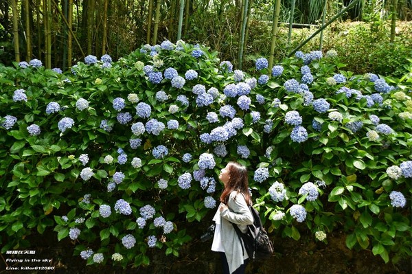 ▲高山农场绣球花(图/摄影师《飞翔在天际》授权提供)