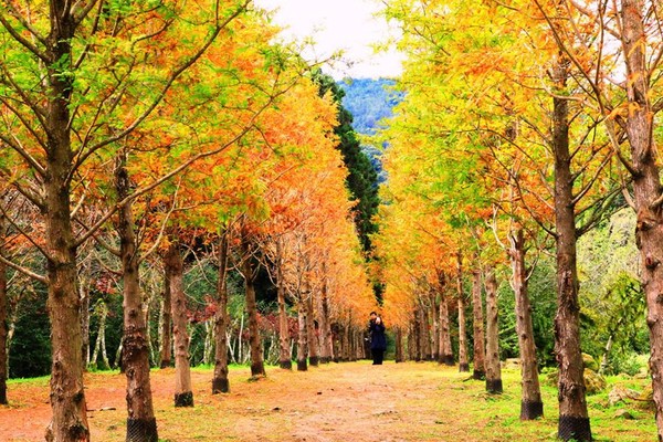 ▲杉林溪水杉。（图／翻摄自爱上杉林溪粉丝专页）