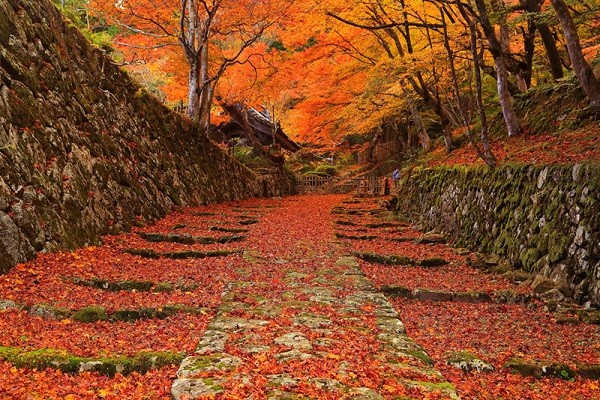 ▲美到失心枫!流转京都琵琶湖枫情。(图/凤凰旅游提供)