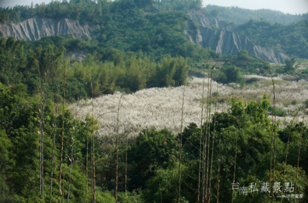 ▲芒草花海。(图/粉丝专页《台南私藏景点》提供)