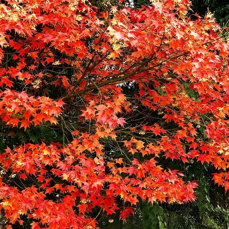 ▲福寿山农场近日枫况。（图／网友提供，请勿随意翻拍，以免侵权）