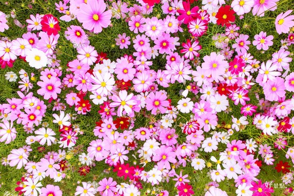 ▲新社花海。(图/好景点提供)
